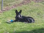 Adopt Gypsy Lady a German Shepherd Dog