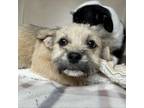 Adopt Gouda a Terrier, Mixed Breed