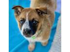 Adopt Sweet Pea a Cattle Dog