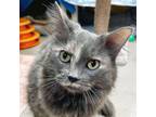 Adopt Freya - Reduced Fee! a Domestic Long Hair