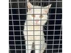 Adopt Bobtail a American Bobtail, Domestic Short Hair