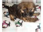 Yorkshire Terrier PUPPY FOR SALE ADN-779871 - YORKIES