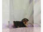Yorkshire Terrier PUPPY FOR SALE ADN-779876 - Tucker
