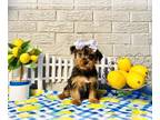Yorkshire Terrier PUPPY FOR SALE ADN-779877 - Lexie