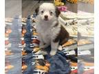 Miniature Australian Shepherd PUPPY FOR SALE ADN-779886 - Girl mini aussie