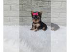 Yorkshire Terrier PUPPY FOR SALE ADN-779887 - Tiny Tessa