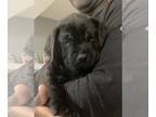 Mastiff PUPPY FOR SALE ADN-779894 - AKC English Mastiffs
