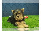 Yorkshire Terrier PUPPY FOR SALE ADN-779895 - Beautiful Yorkie female puppy