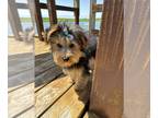 Yorkshire Terrier PUPPY FOR SALE ADN-779898 - SNOOKERS IS A YORKIE