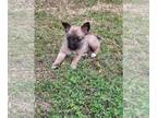 Chorkie PUPPY FOR SALE ADN-779903 - 1 male 8wk chorkie pups for sale