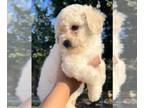 Poodle (Toy) PUPPY FOR SALE ADN-779906 - AKC toy poodle