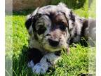 Aussiedoodle PUPPY FOR SALE ADN-779907 - Brandys Babies