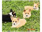 Pembroke Welsh Corgi PUPPY FOR SALE ADN-779910 - Triple clear AKC registered