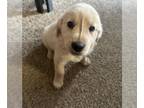 Golden Retriever PUPPY FOR SALE ADN-779912 - Puppies