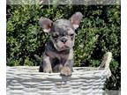 French Bulldog PUPPY FOR SALE ADN-779923 - Beautiful French Bulldog