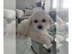 Poodle (Toy) PUPPY FOR SALE ADN-779924 - 3 Toy poodles