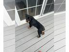 Rottweiler PUPPY FOR SALE ADN-779929 - Yari