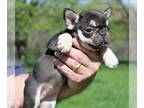 French Bulldog PUPPY FOR SALE ADN-779932 - Chocolate and Tan Female