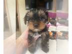 Yorkshire Terrier PUPPY FOR SALE ADN-779938 - Yorkshire Puppies