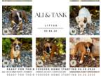 Boxer PUPPY FOR SALE ADN-779941 - Exceptional AKC Boxer Puppies
