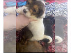 Chorkiepoo PUPPY FOR SALE ADN-779944 - Cute little puppy