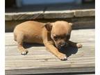 Chihuahua PUPPY FOR SALE ADN-779953 - Adorable chihuahua