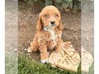 Cockapoo PUPPY FOR SALE ADN-779959 - Halo