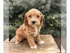 Cockapoo PUPPY FOR SALE ADN-779961 - Hugo