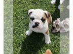 English Bulldogge PUPPY FOR SALE ADN-779962 - English Bulldogge Puppies 10 weeks
