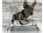 French Bulldog PUPPY FOR SALE ADN-779964 - Bruce