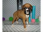 Boxer PUPPY FOR SALE ADN-779973 - Adorable female AKC registered Boxer puppy