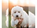 Great Pyrenees PUPPY FOR SALE ADN-780001 - Great Pyrenees Puppies