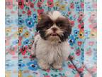 Shih Tzu PUPPY FOR SALE ADN-780007 - Shihtzu