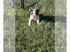 Boston Terrier PUPPY FOR SALE ADN-780043 - CKC Registered Boston Terrier