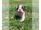 Boston Terrier PUPPY FOR SALE ADN-780043 - Boston Terrier Puppy
