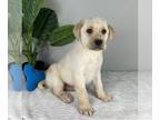 Labrador Retriever PUPPY FOR SALE ADN-780088 - AKC LAB PUPPIES