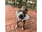 Adopt Triscuit a Pit Bull Terrier, Mixed Breed