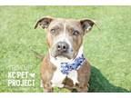 Adopt Triscuit a Pit Bull Terrier, Mixed Breed