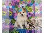 Pomeranian PUPPY FOR SALE ADN-780135 - Super cute Pomeranian Puppy