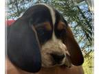 Beagle PUPPY FOR SALE ADN-780138 - Three male AKC registered beagle pups