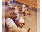Golden Retriever PUPPY FOR SALE ADN-780141 - AKC Golden Retriever Puppies