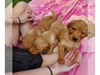 Golden Retriever PUPPY FOR SALE ADN-780141 - AKC Golden Retriever Puppies