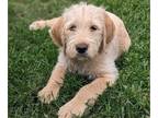 Labradoodle PUPPY FOR SALE ADN-780143 - Labradoodle Puppies