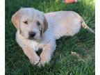 Labradoodle PUPPY FOR SALE ADN-780143 - Labradoodle Puppies