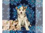 Siberian Husky PUPPY FOR SALE ADN-780148 - Beautiful Siberain Husky Puppy