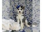 Siberian Husky PUPPY FOR SALE ADN-780149 - Beautiful Siberain Husky Puppy