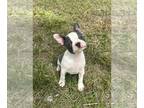 Boston Terrier PUPPY FOR SALE ADN-780154 - Boston Finest