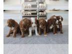 Goldendoodle PUPPY FOR SALE ADN-780156 - Multigenerational Goldendoodle