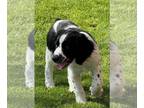 English Springer Spaniel PUPPY FOR SALE ADN-780160 - MALE ENGLISH SPRINGER