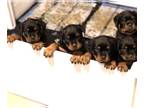 Rottweiler PUPPY FOR SALE ADN-780161 - AKC Rottweiler Pups